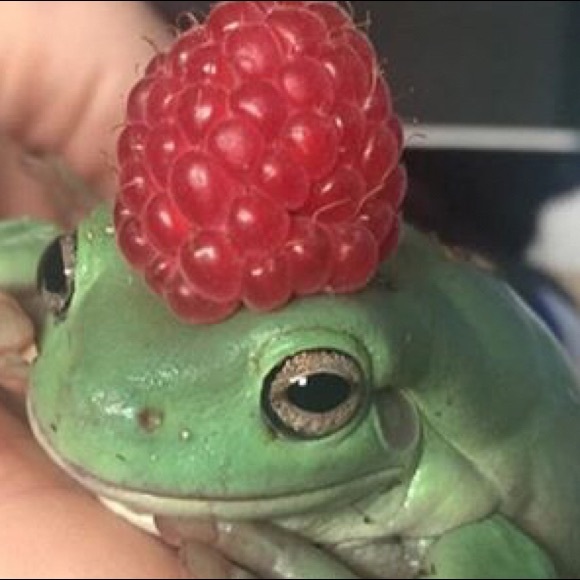 Meet your Posher, Sophia - Picture 1 of 1